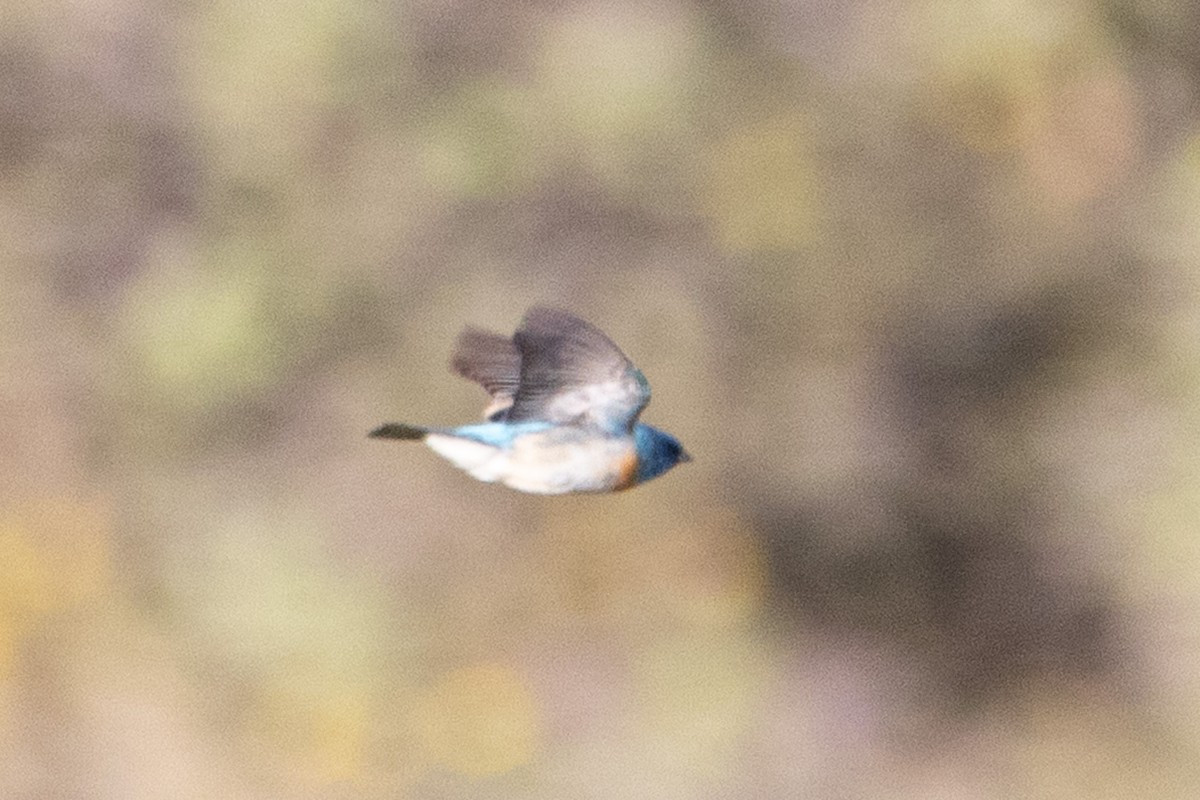 Lazuli Bunting - ML635351317
