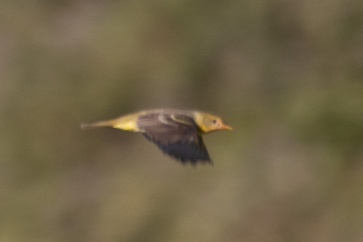Western Tanager - ML635351320