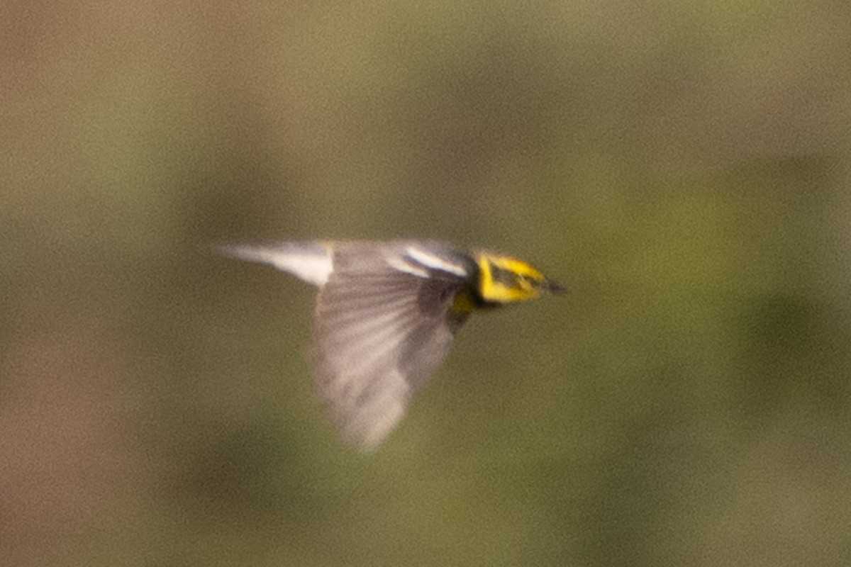Townsend's Warbler - ML635351329
