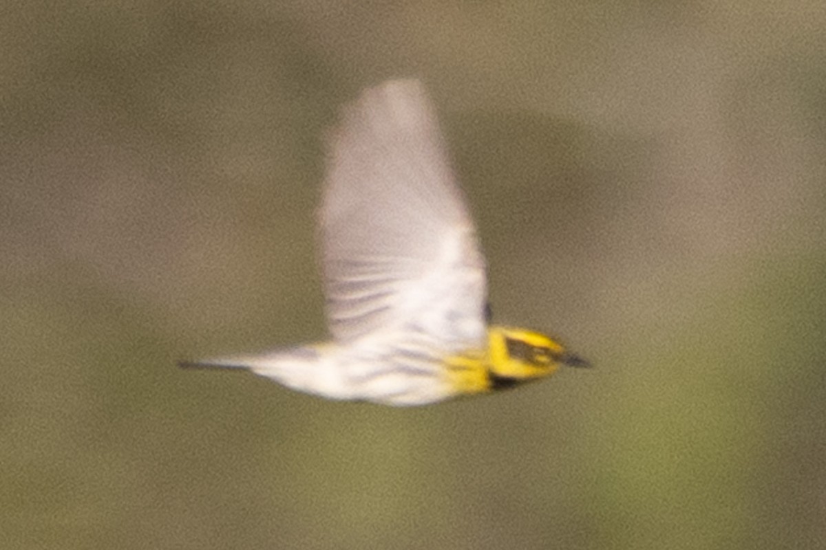 Townsend's Warbler - ML635351330