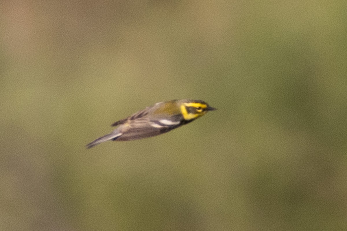 Townsend's Warbler - ML635351331
