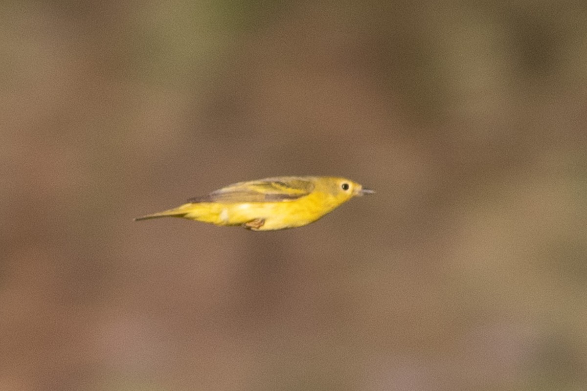 Yellow Warbler - ML635351340