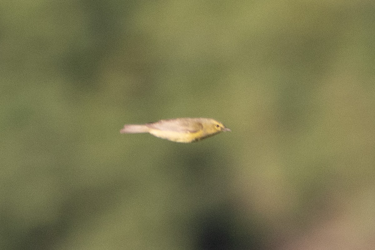 Orange-crowned Warbler - ML635351342
