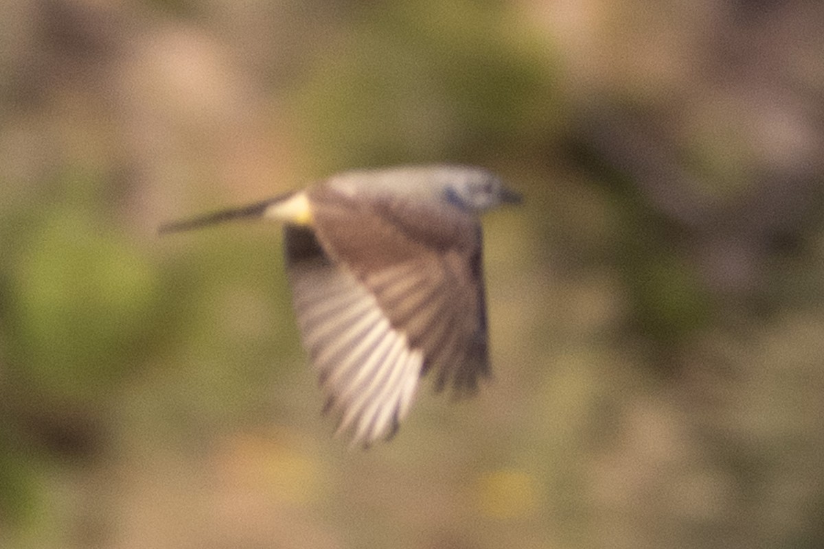 Western Kingbird - ML635351348