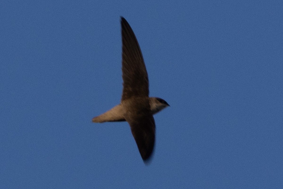 Vaux's Swift - ML635351351