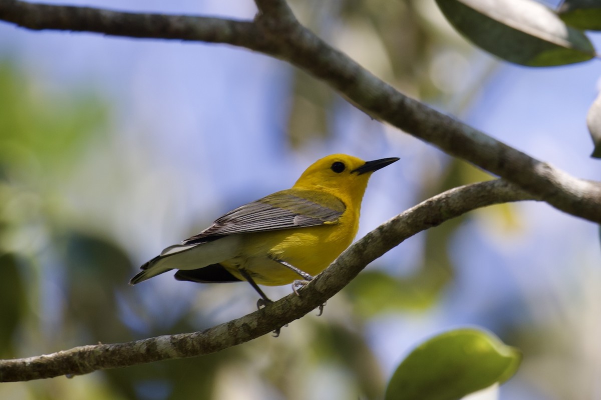 Prothonotary Warbler - ML635351360