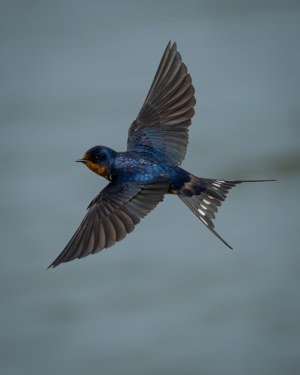 Barn Swallow - ML635351382