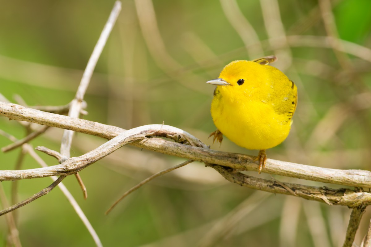 Yellow Warbler - ML635351475