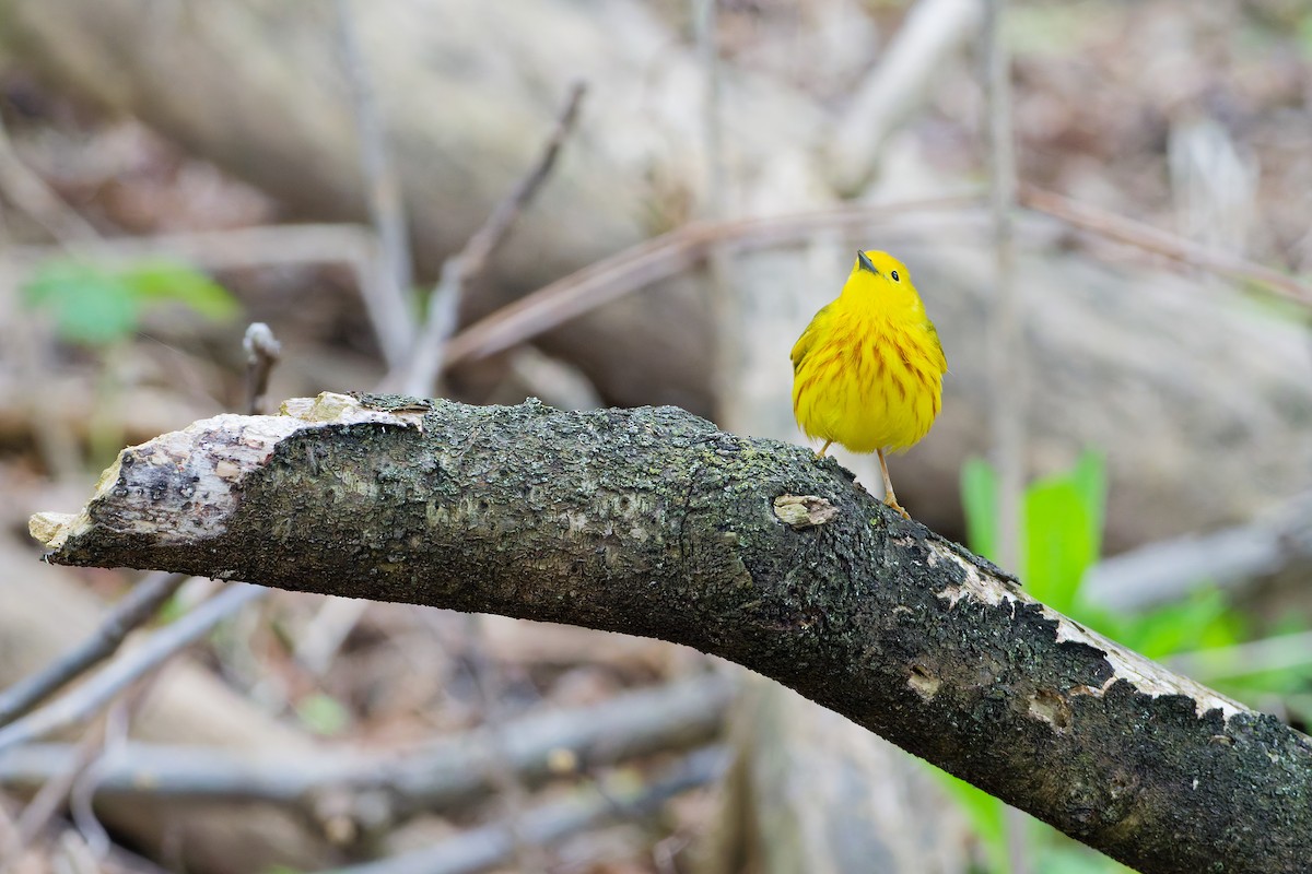 Yellow Warbler - ML635351476