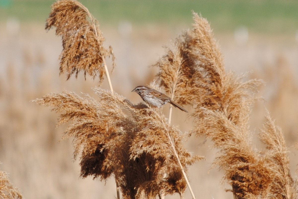 Song Sparrow - ML635351489