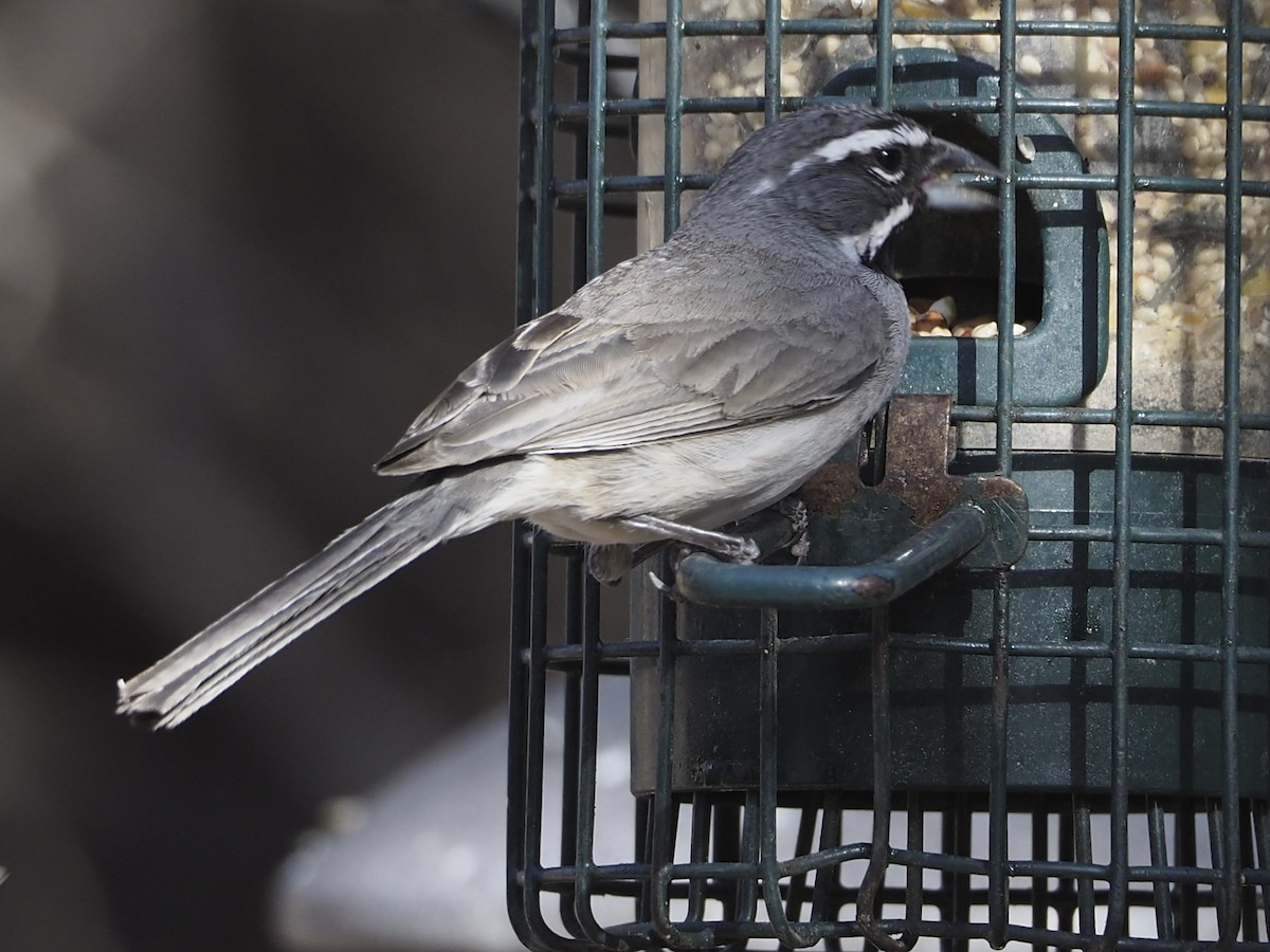 Black-throated Sparrow - ML635351509