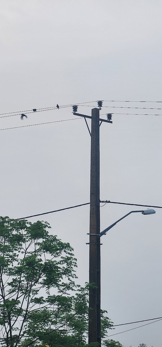 European Starling - ML635351513