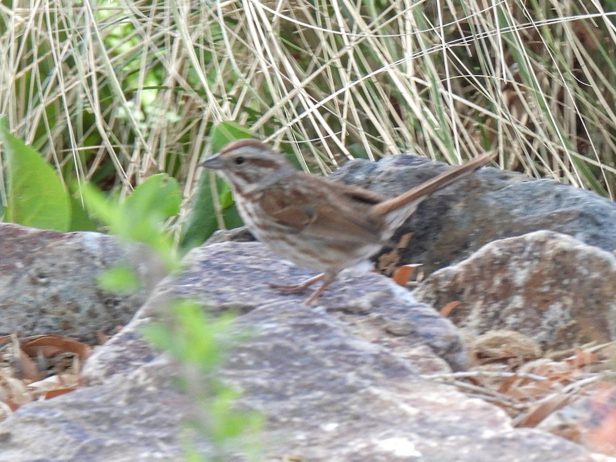 Song Sparrow - ML635351514