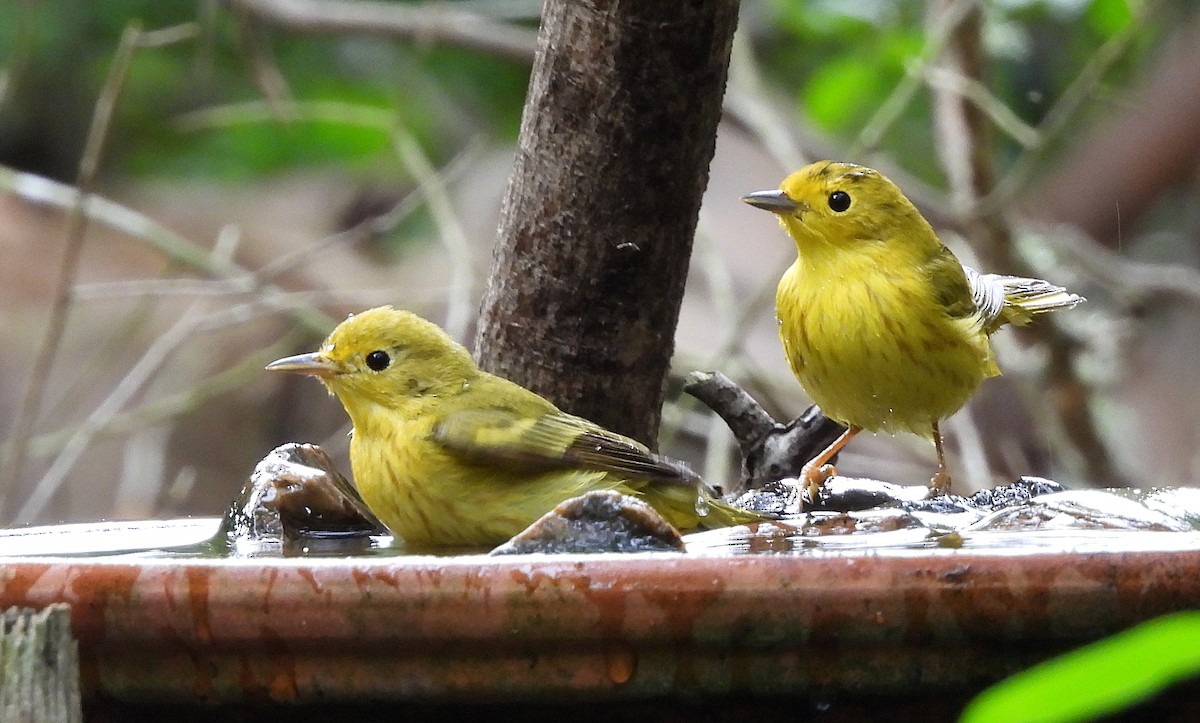 Yellow Warbler - ML635351516