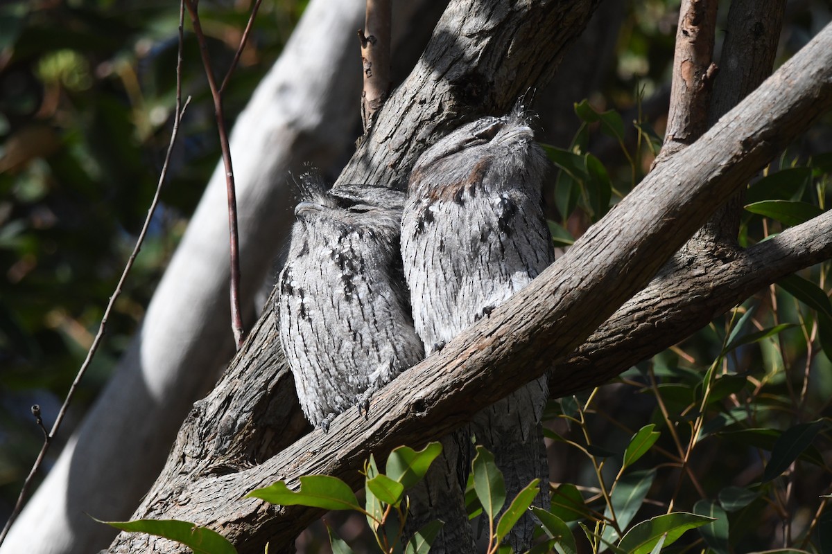 Tawny Frogmouth - ML635351547