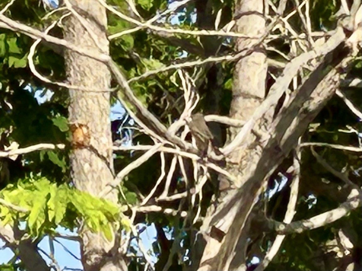 Spotted Flycatcher - ML635351569