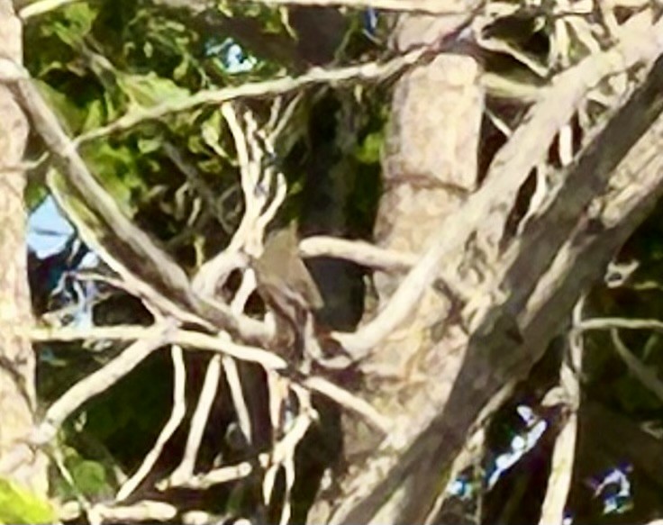 Spotted Flycatcher - ML635351570