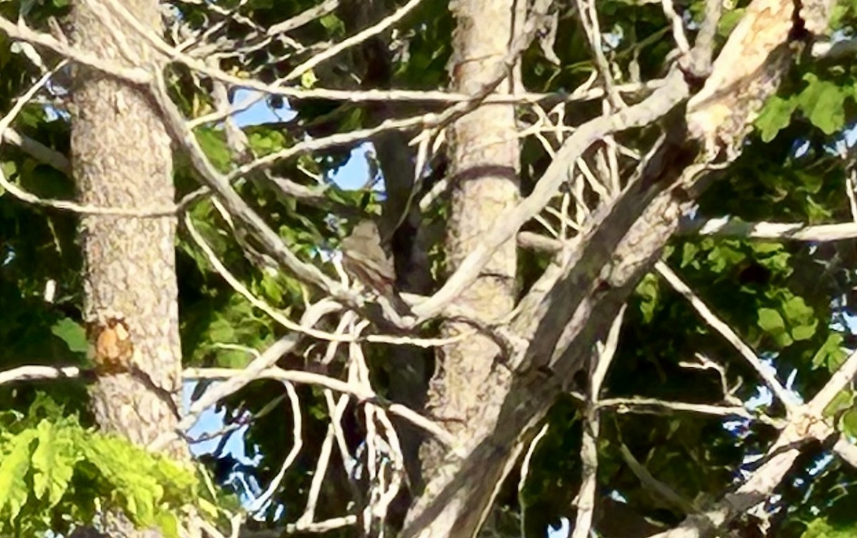 Spotted Flycatcher - ML635351572