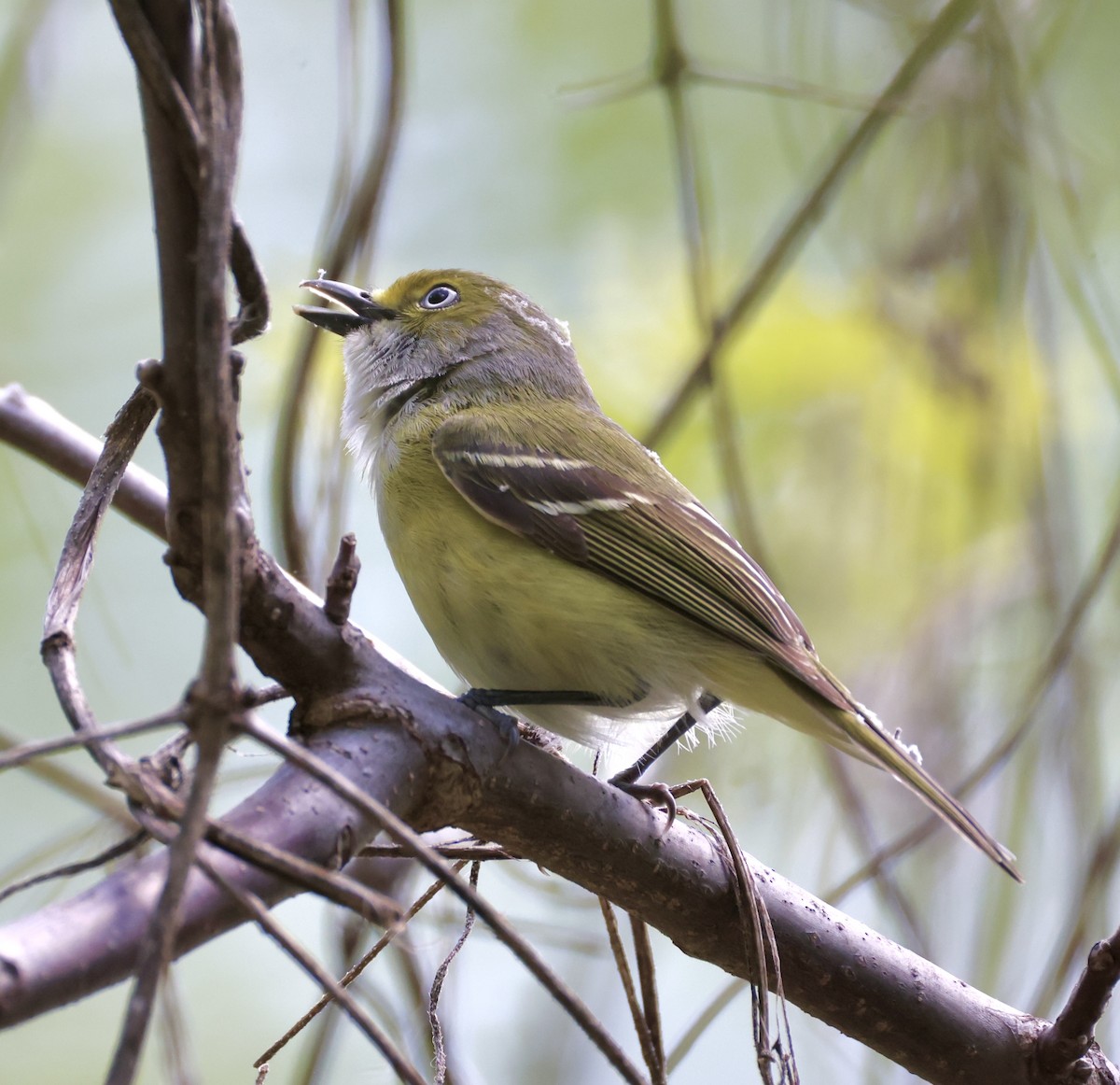 Vireo Ojiblanco - ML635351576