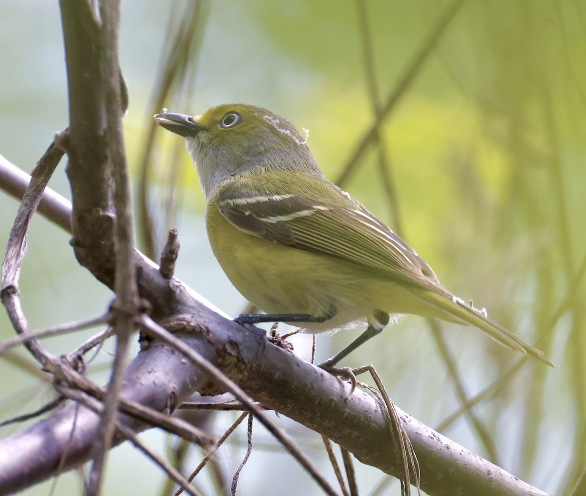 Vireo Ojiblanco - ML635351578