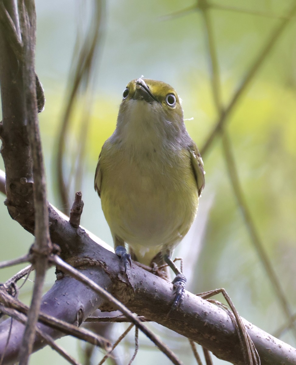 Vireo Ojiblanco - ML635351579