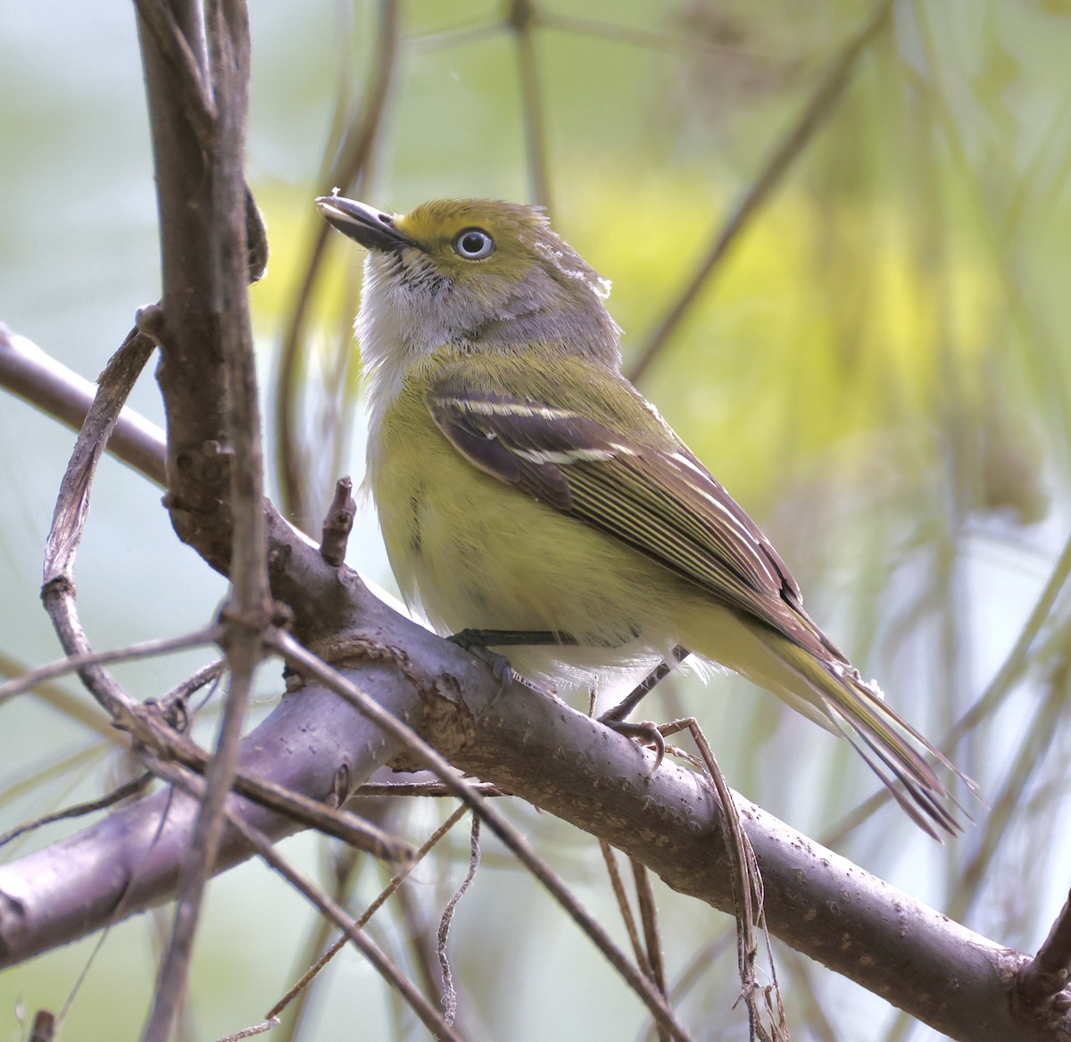 Vireo Ojiblanco - ML635351580