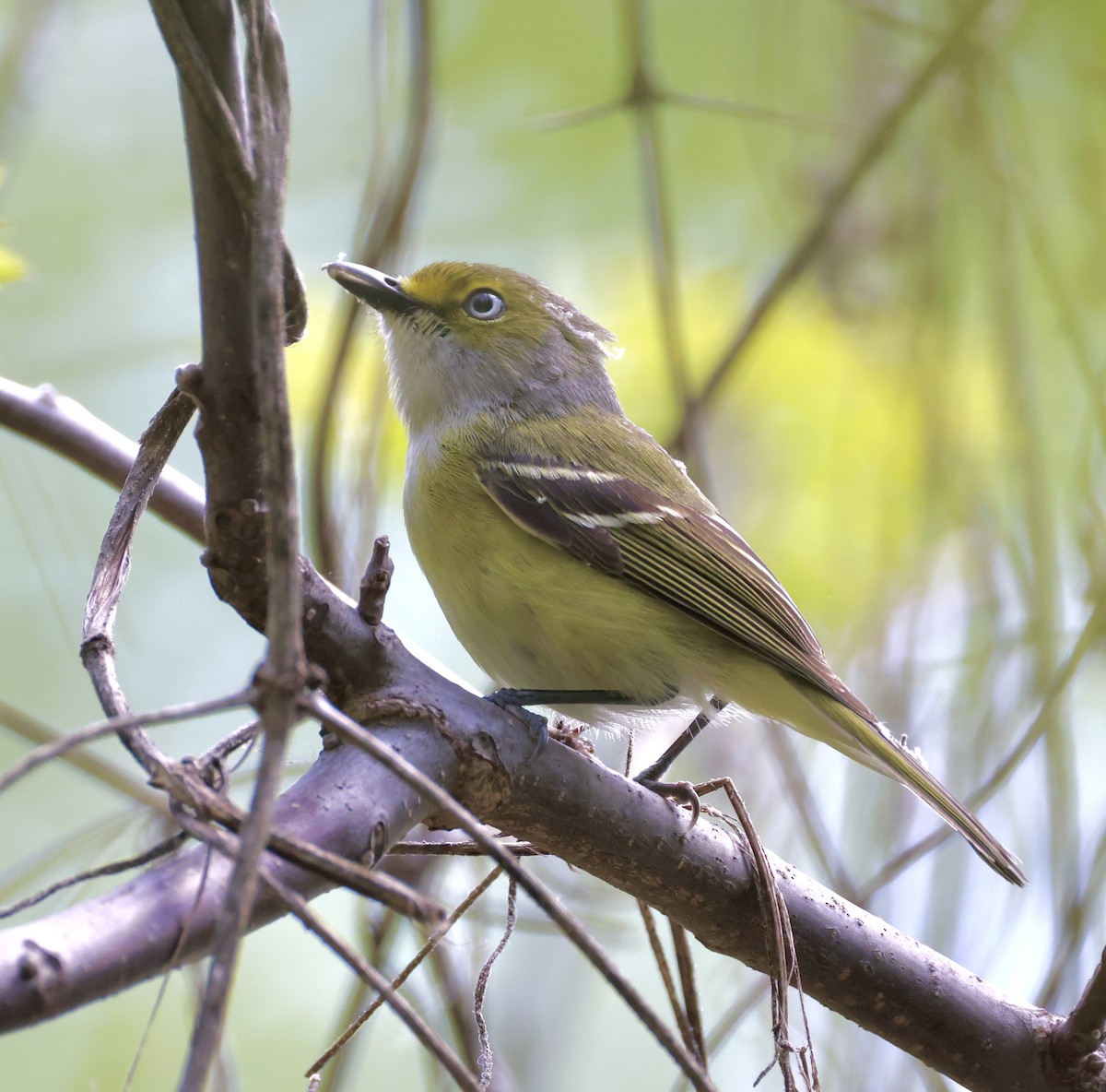 Vireo Ojiblanco - ML635351581