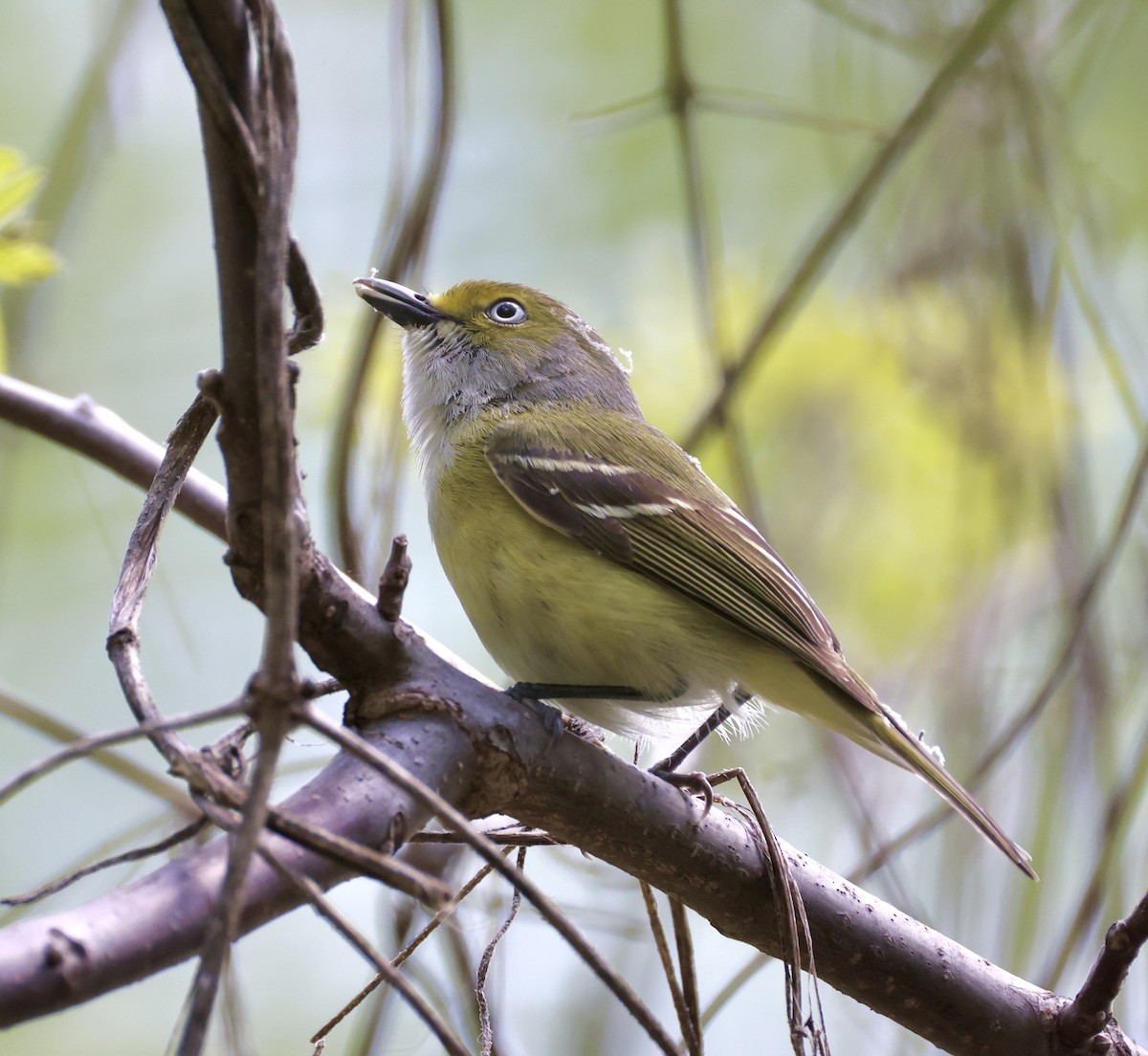 Vireo Ojiblanco - ML635351582