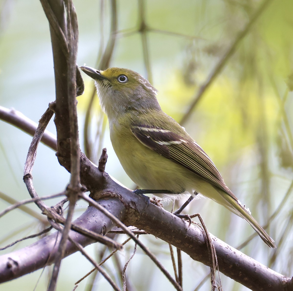 Vireo Ojiblanco - ML635351583