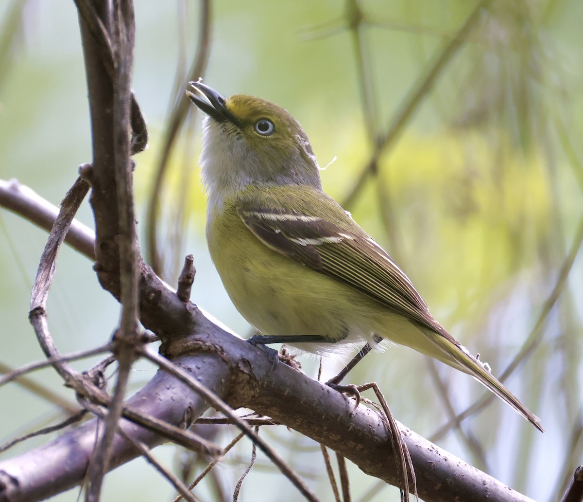 Vireo Ojiblanco - ML635351584