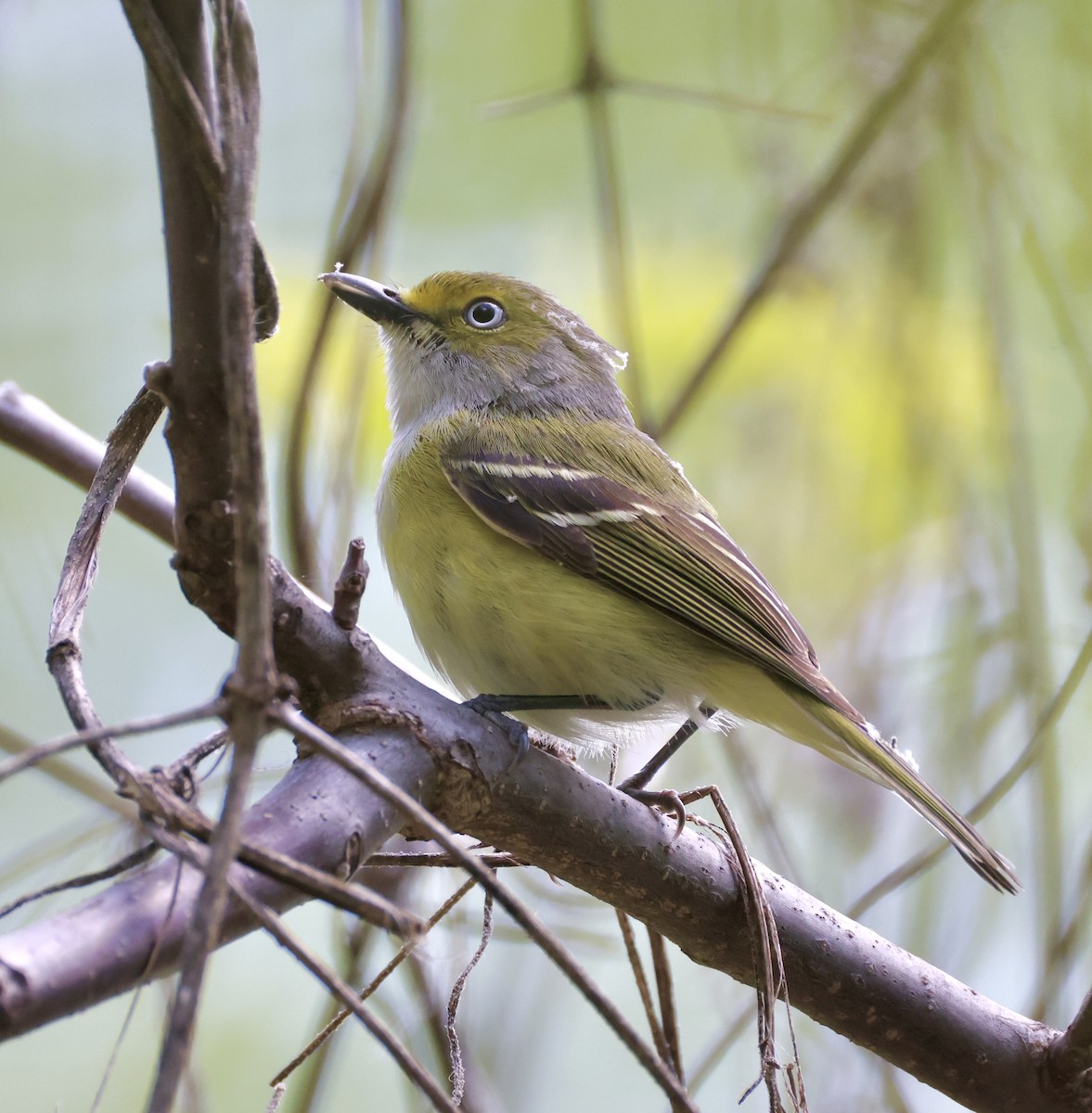 Vireo Ojiblanco - ML635351585