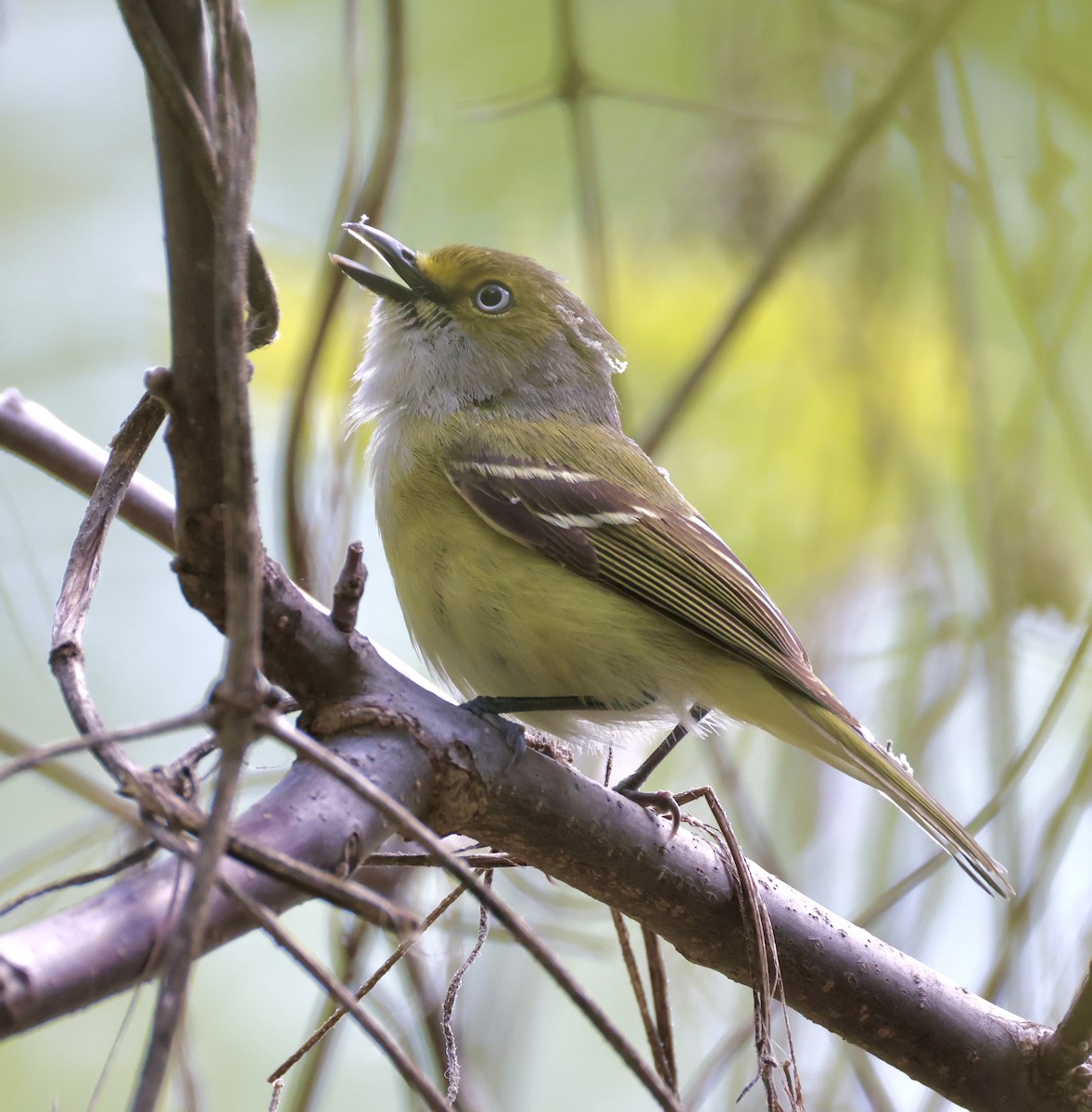 Vireo Ojiblanco - ML635351586