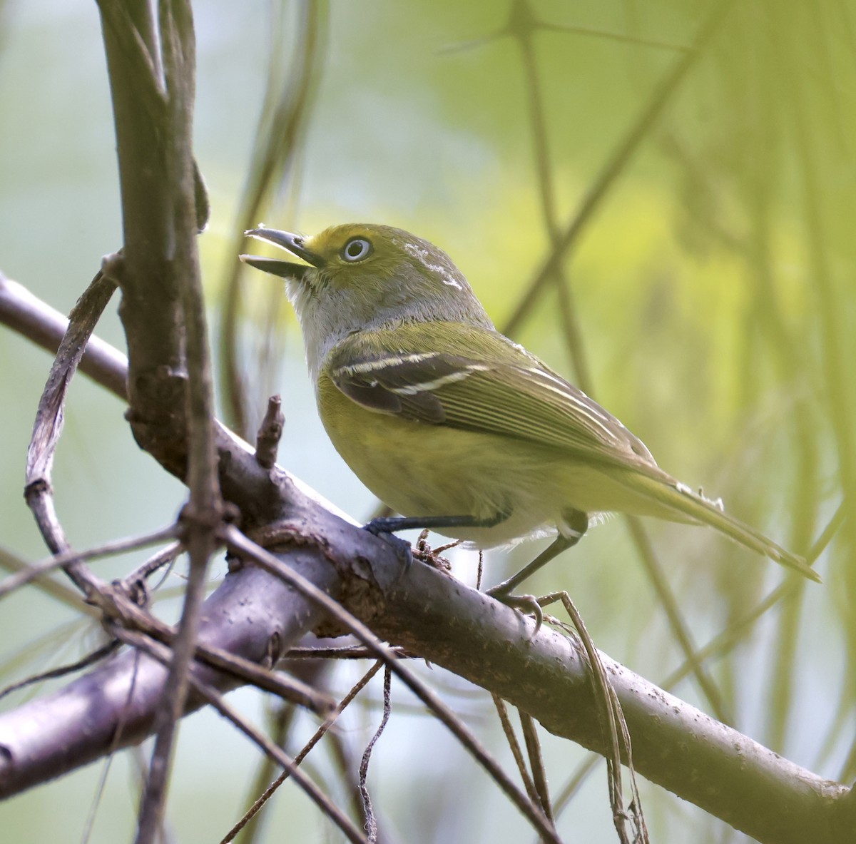 Vireo Ojiblanco - ML635351587