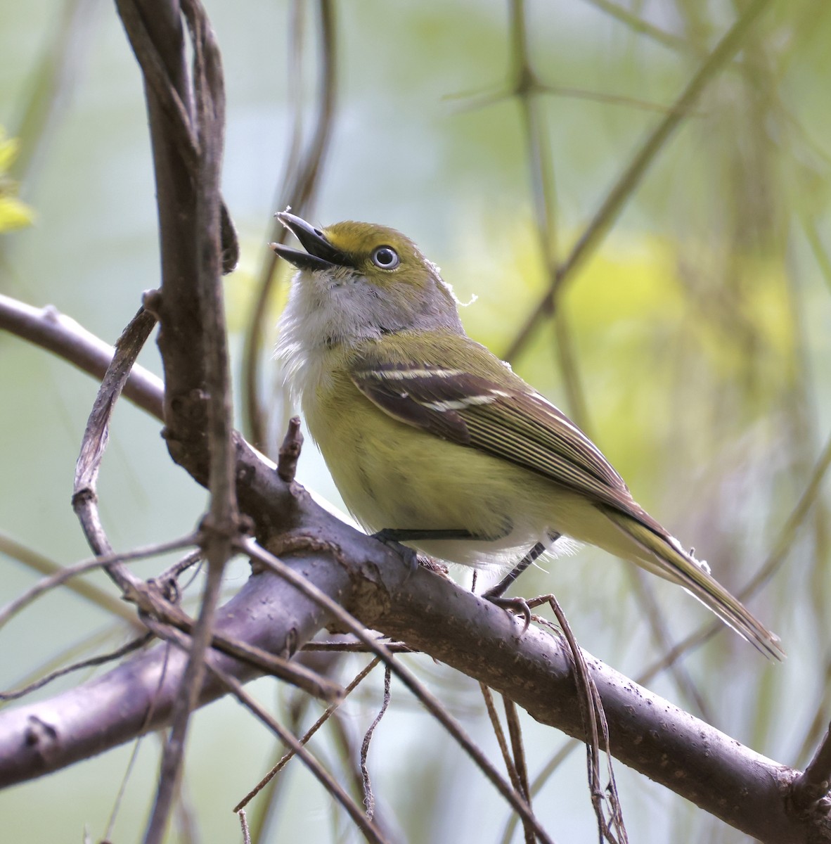 Vireo Ojiblanco - ML635351588