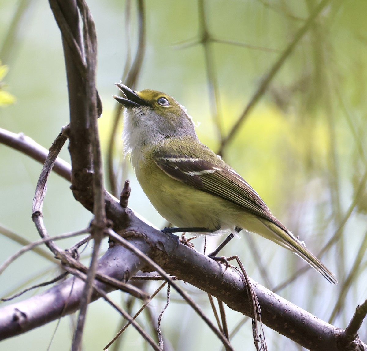 Vireo Ojiblanco - ML635351589