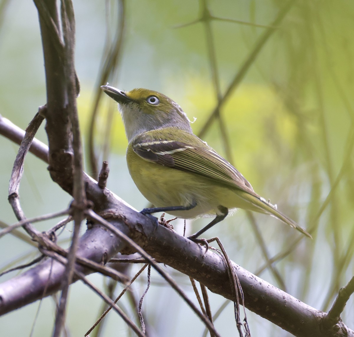 Vireo Ojiblanco - ML635351590