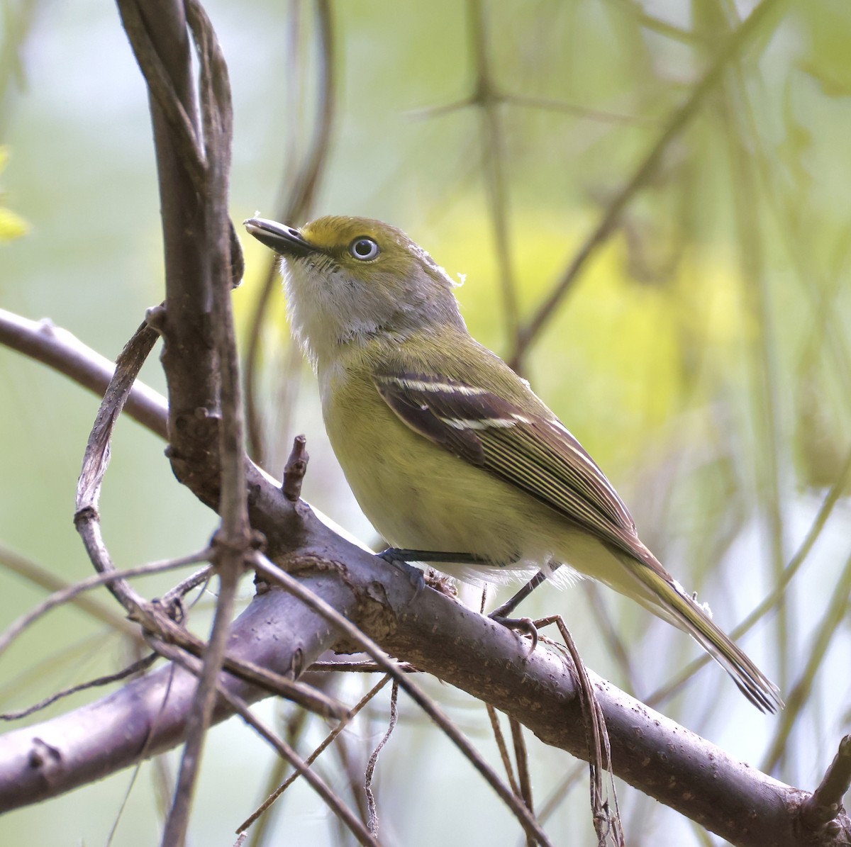 Vireo Ojiblanco - ML635351592