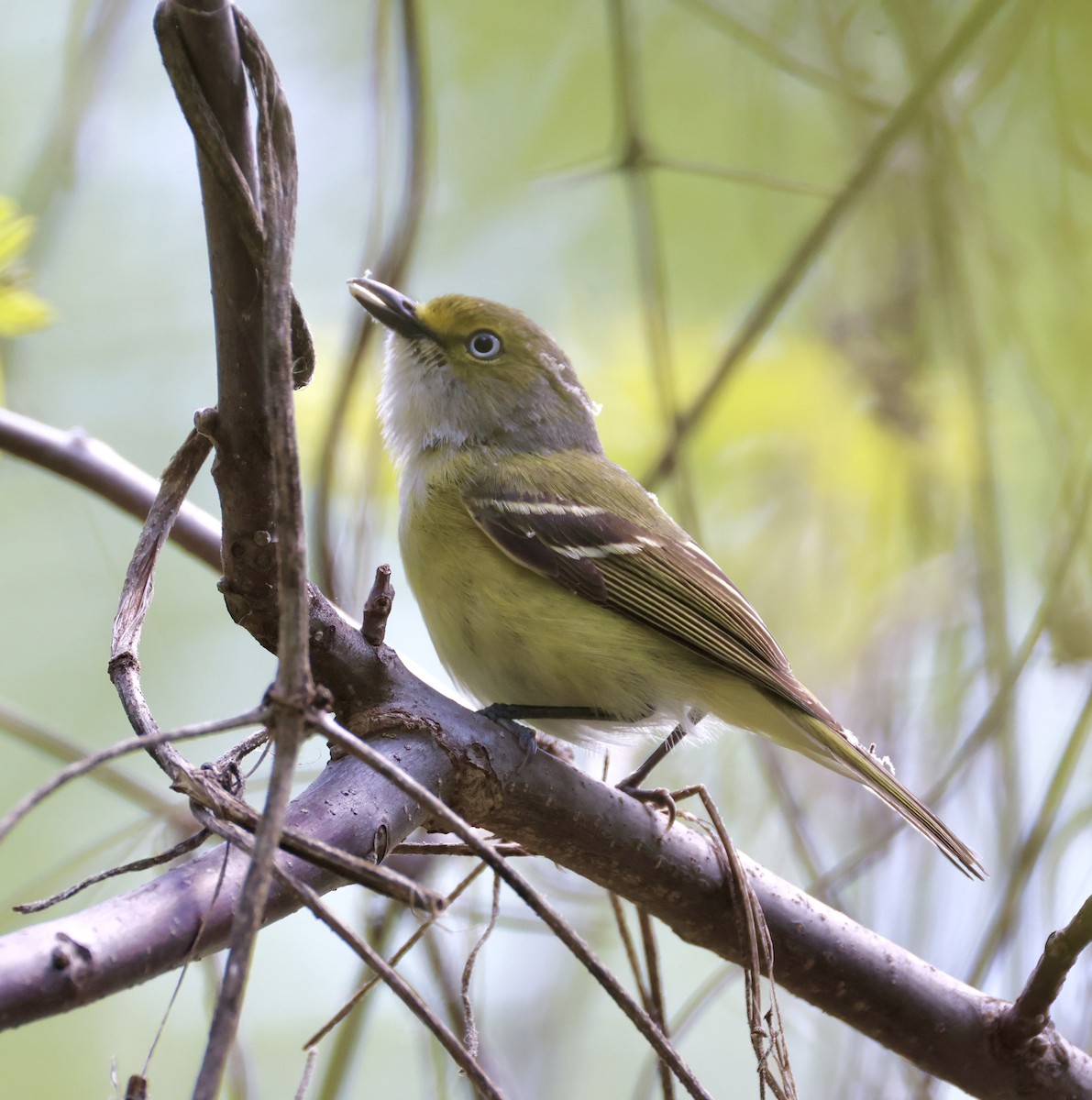 Vireo Ojiblanco - ML635351593