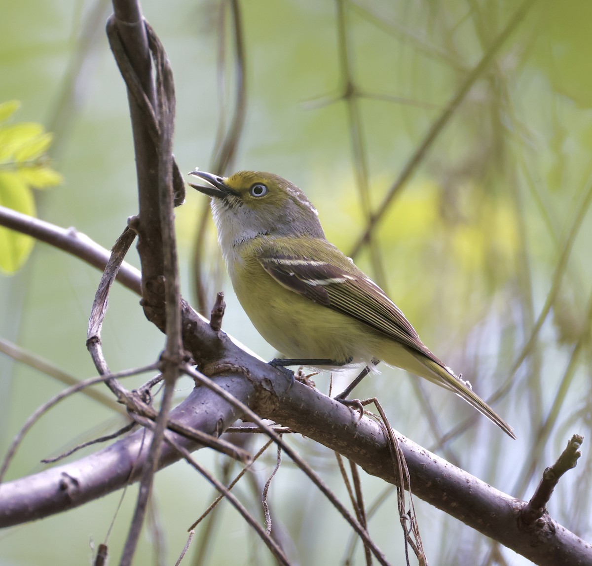 Vireo Ojiblanco - ML635351596