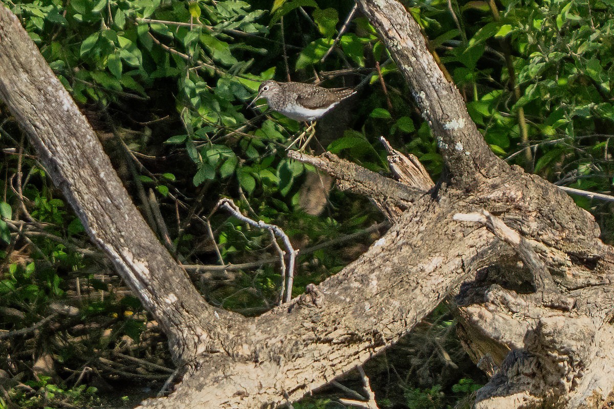 Andarríos Solitario - ML635351599
