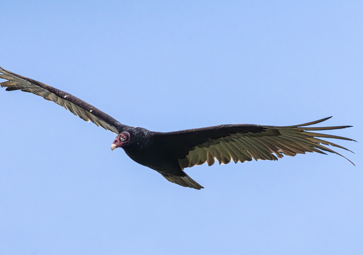 Aura Gallipavo - ML635351607