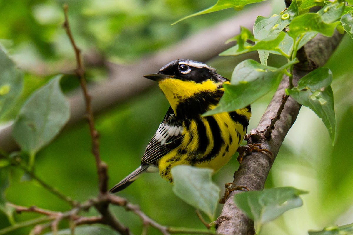 Magnolia Warbler - ML635351627