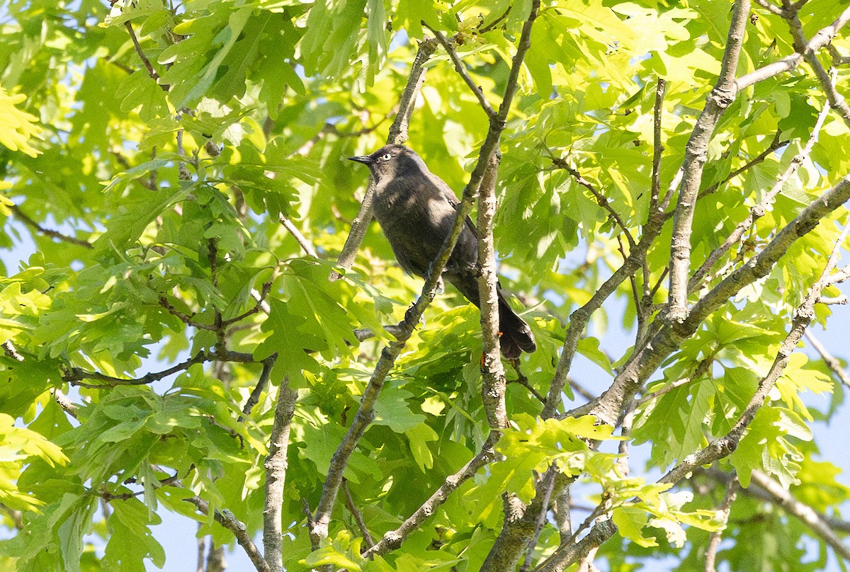 kanadatrupial - ML635351640