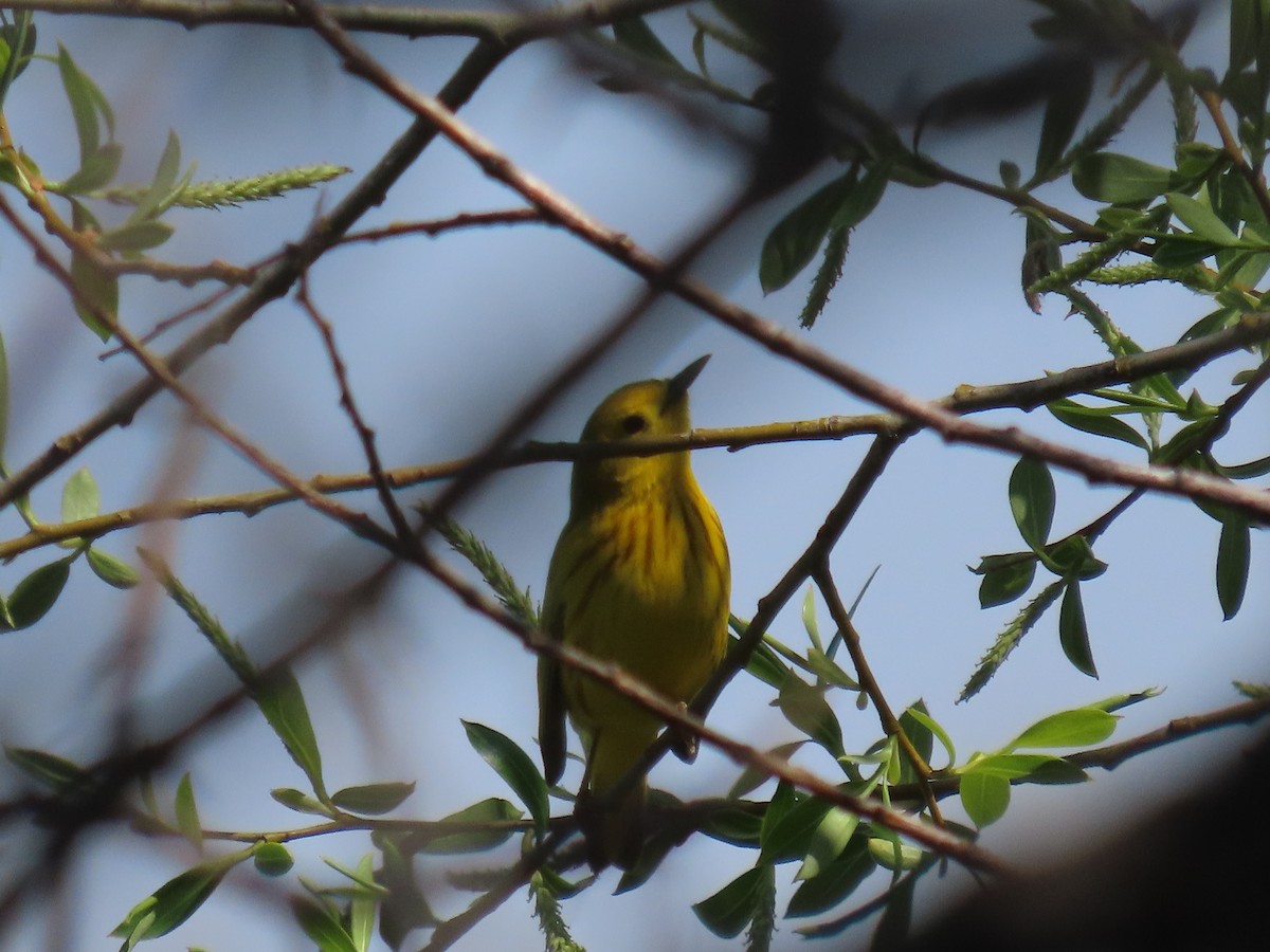 Yellow Warbler - ML635351691