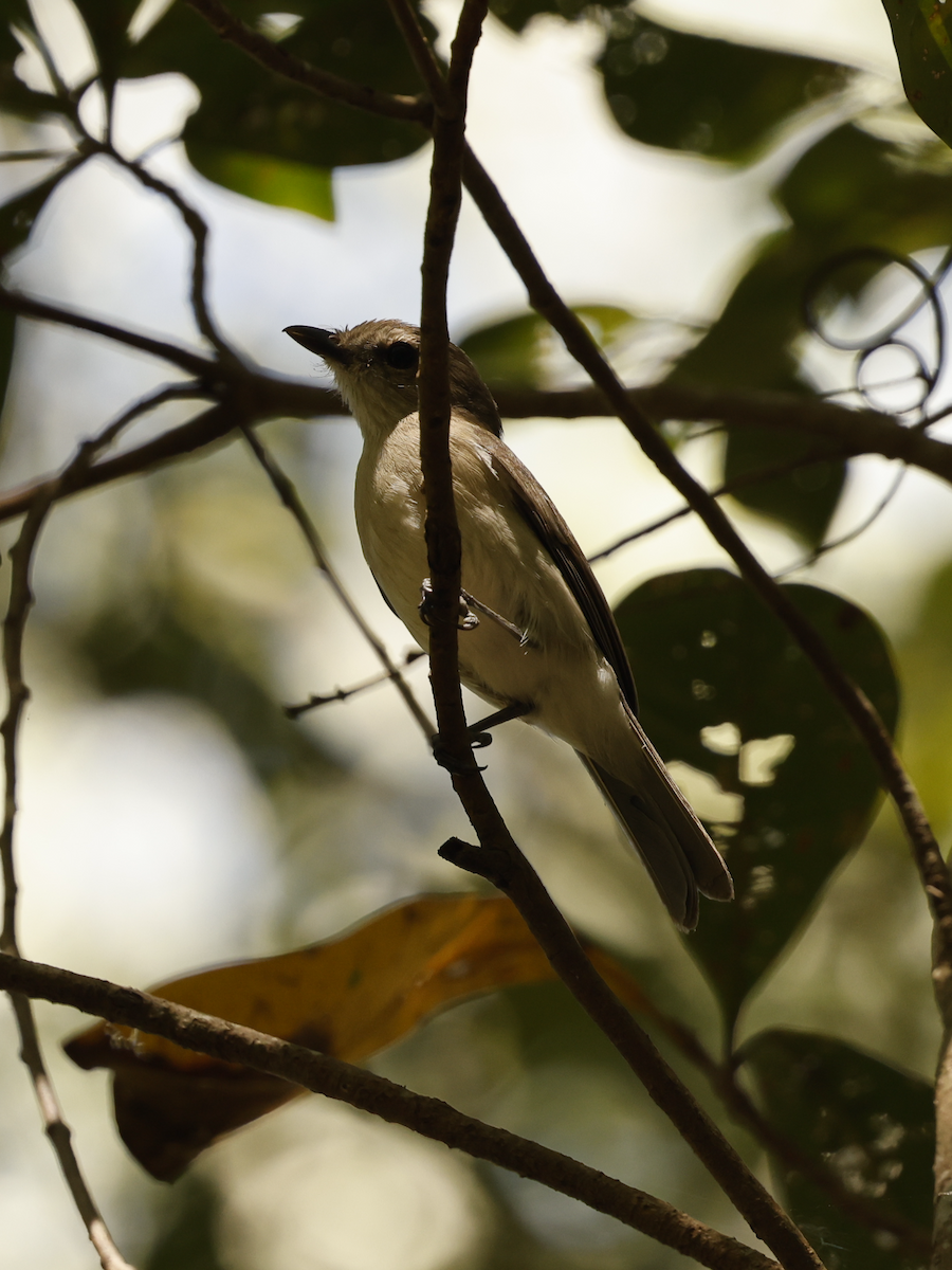 Gray Whistler - ML635351702