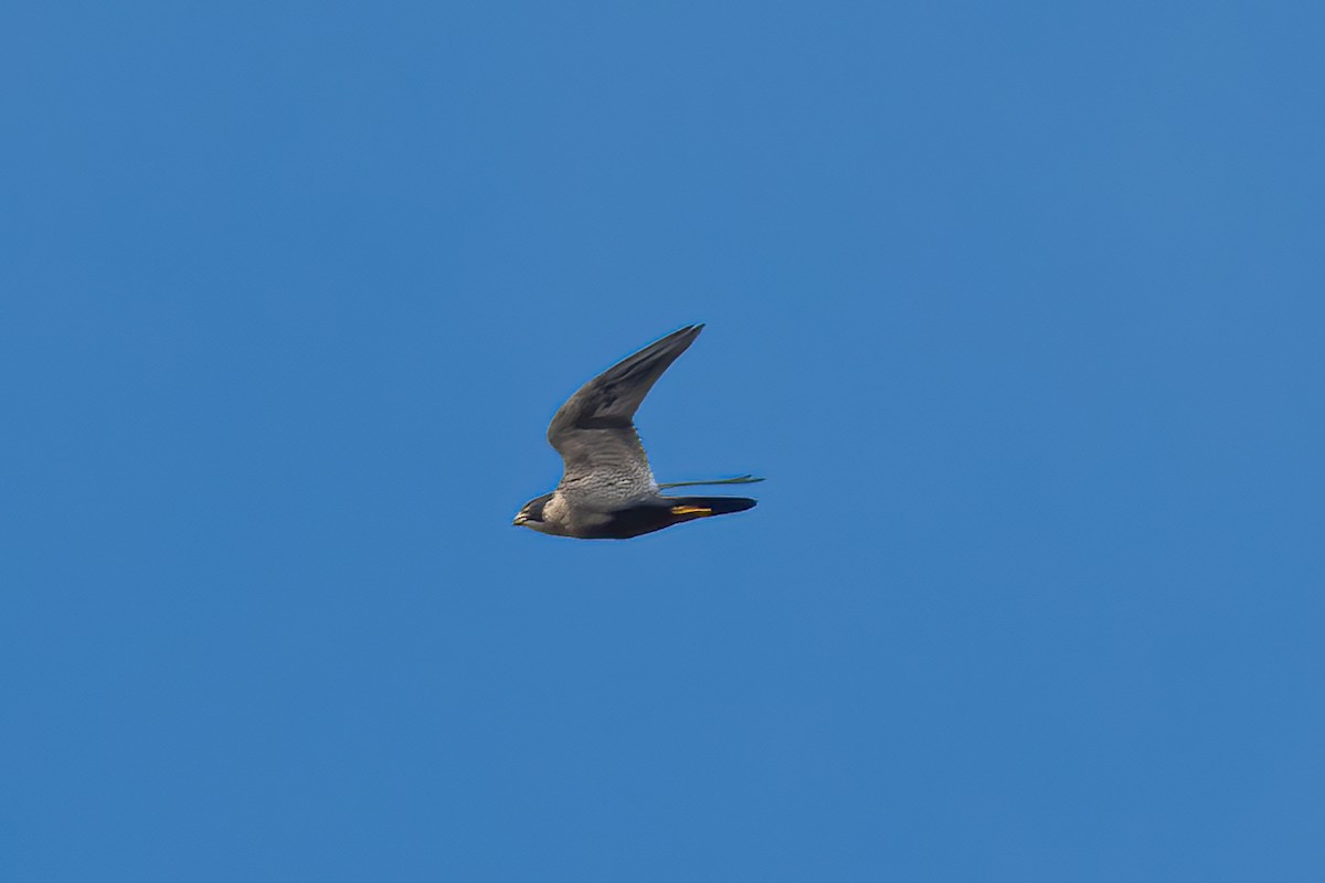 Peregrine Falcon - ML635351717