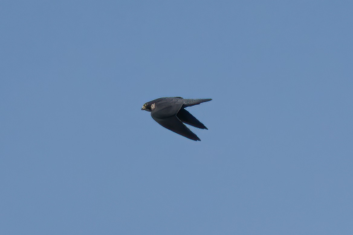 Peregrine Falcon - ML635351718