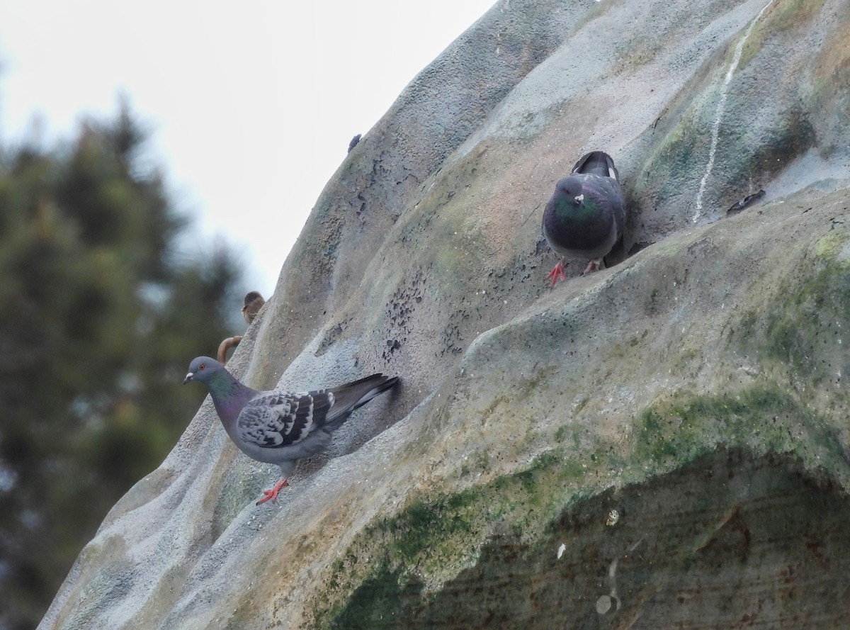 Rock Pigeon (Feral Pigeon) - ML635351754