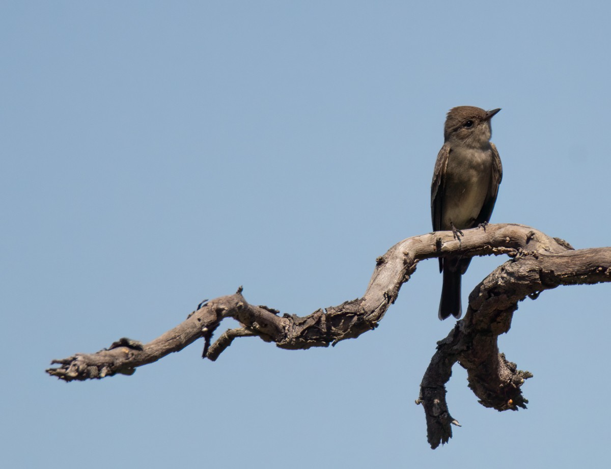Western Wood-Pewee - ML635351757