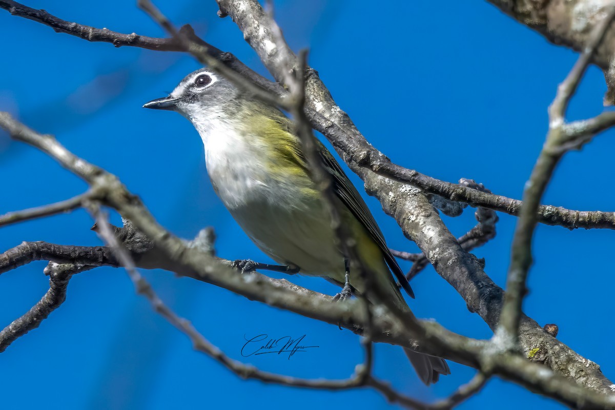 Mavi Başlı Vireo - ML635351758